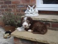 i could be a garden ornament if i stay still